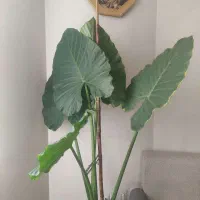 گل بابا آدم