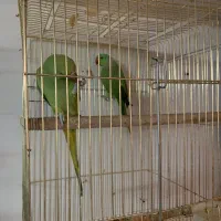طوطی خانگی