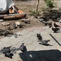 کبوتر مسافتی