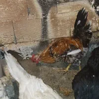مرغ عشق و خروس گلین