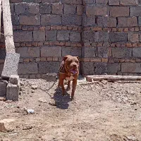 سگ پیت بول ماده 3سال
