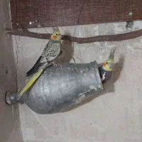 عروس هلندی
