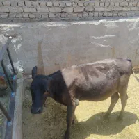 گوساله نر
