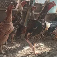 تخم نطفه دار  لاری