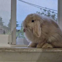 واگذاری یک جفت خرگوش نر و‌ماده