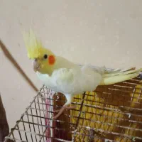 عروس هلندی