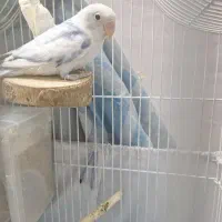 طوطی برزیلی 5 ماهه خیلی رام باهوش