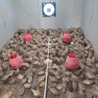 مرجع تخصصی تولید جوجه بلدرچین