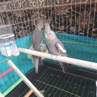 عروس هلندی دستی