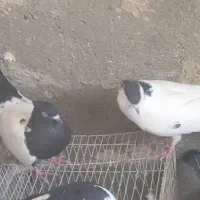 سلام  یگه جفت کفتر خال دم سبزنروسینه ماده