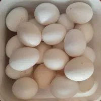 تخم مرغ