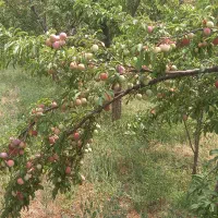 فروش آلو قرمز