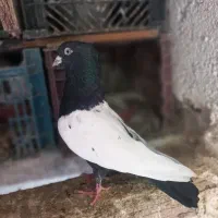 کبوتر سرته سیاه