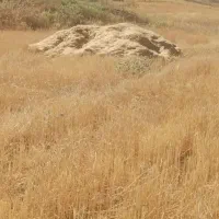 کاه دیم گندم