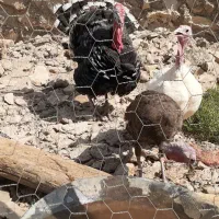 بغلمون با جوجه