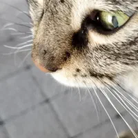 واگذاری گربه خانگی