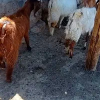 بز  میش بزعاله  بره ماده