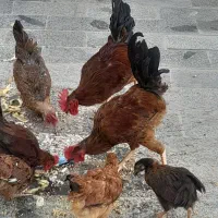 مرغ و خروس.شاخدار .  جوجه و تشنک. تخم مرغ.شاخدار