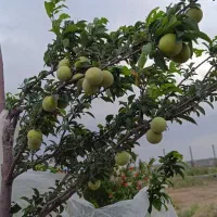 باغچه صفادشت 435متر سند دار