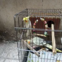 عروس هلندی