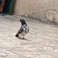 سه عدد کبوتر