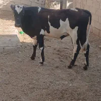 گوساله