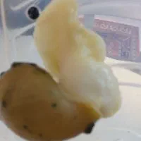 حلزون بزرگ