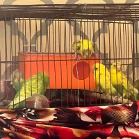 فروش مرغ عشق نر و ماده