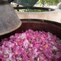 گلاب و عرقیات گیاهی