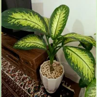 گل دیفن باخیا