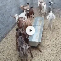 بزغاله .کهره .بز .بره