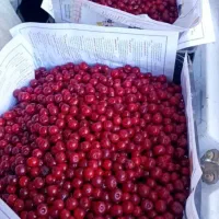 آلبالو ارگانیک بدون کود محصول باغ شخصی