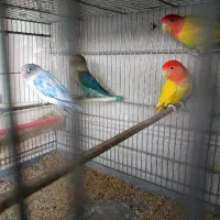 طوطی برزیلی اوپال