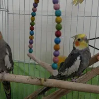 عروس هلندی مولد