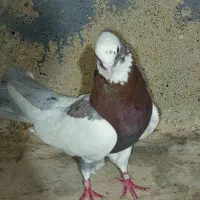 کبوتر ابلغ سرخ