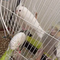 عروس‌هلندی‌|پرنده|ماهدشت, |دیوار