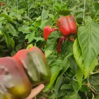 تنها کوداورگانیک۱۸عنصره و ضدقارچ ایران/افزایش تناژ