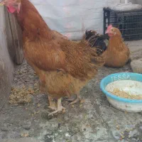 فروش دو عدد مرغ تخمگذار به شرط