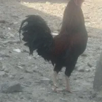خروس دورگه لاری فروشی