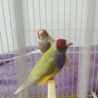 جفت گلدین کارداده