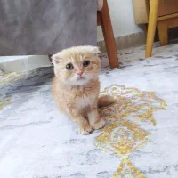 گربه اسکاتیش