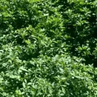 فروش یونجه