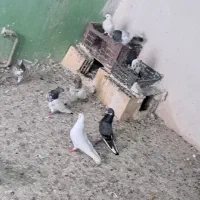 کبوتر