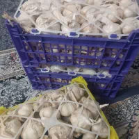 سیر همدان
