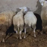 فروش گوسفند رومن شکم‌ اول