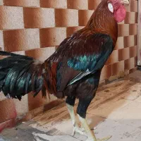 لاری