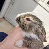 خرگوش گوگولی