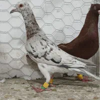 هفرنگ|پرنده|بوئین زهرا, |دیوار