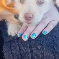 فروش سگ تریر