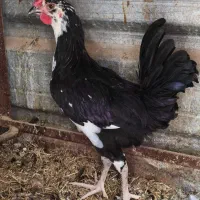 مرغ خروس گلین لری